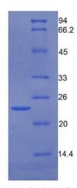 SDS-PAGE (GAS6-546H).jpg
